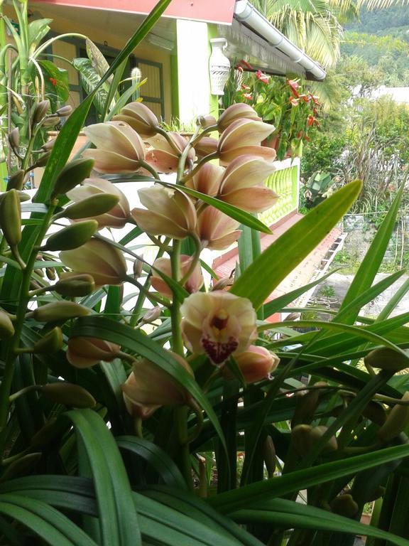 Chambres D'Hotes L'Orchidee Rose Salazie Exterior foto